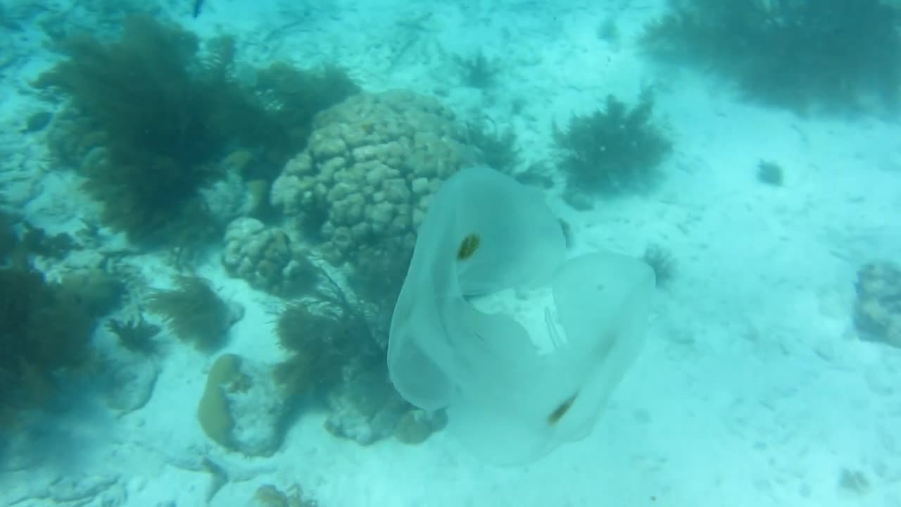 Spot wing comb jelly fish