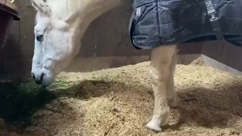 L-saize Horse blanket