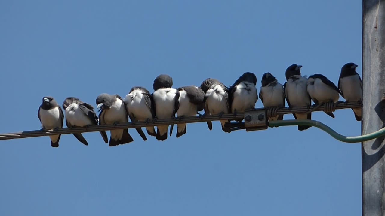 Sunny Abodes: White-breasted Wood Swallows at rest.