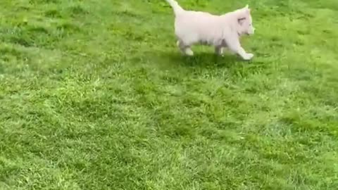 cute puppy video