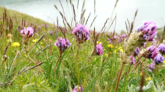 Flamboyant spring flowers