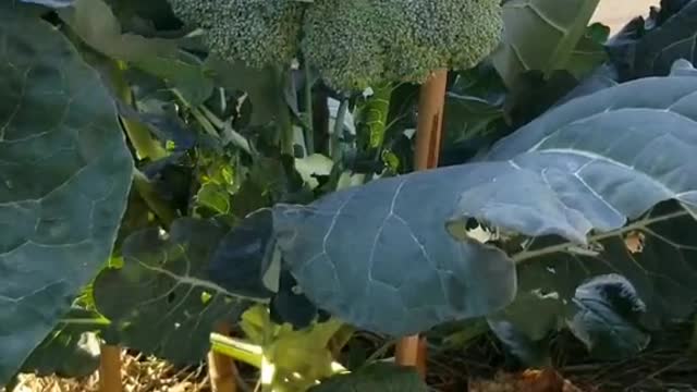 Harvest Broccoli Part 2