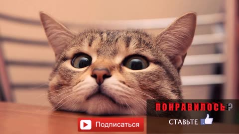 Selection: Funny Cat Videos