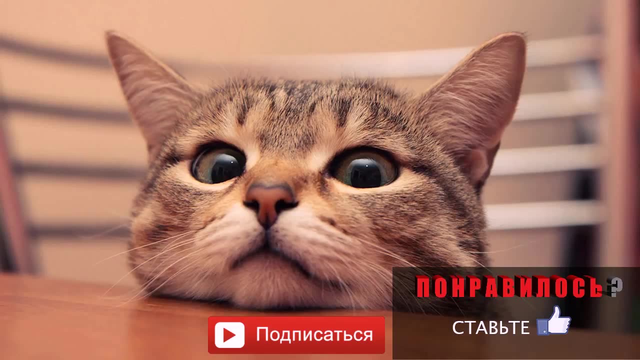 Selection: Funny Cat Videos