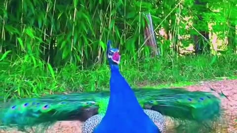 Prince Peacock