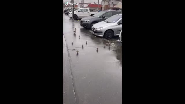 Funny pets video