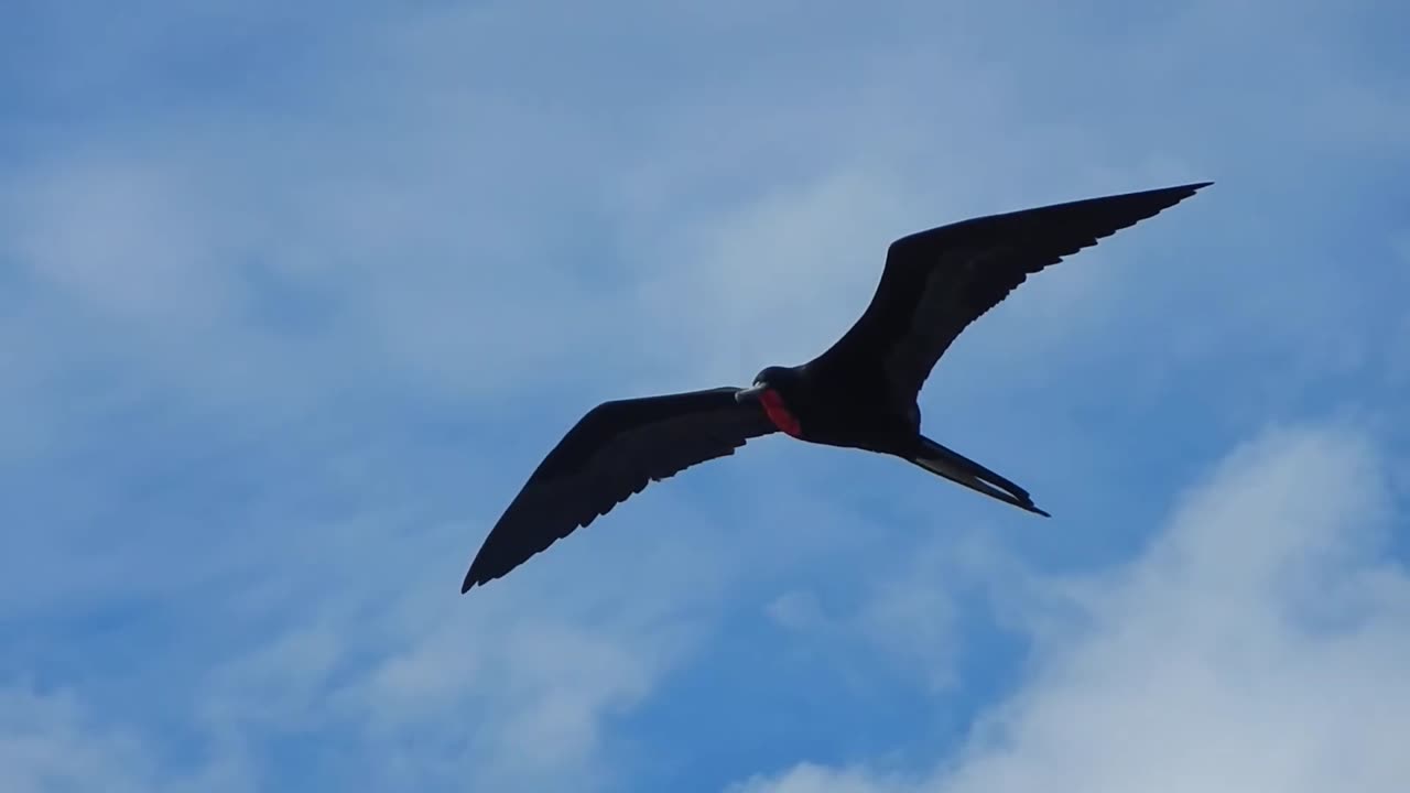 Ecuador: Frigate bird in flight, Galapagos