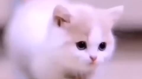 Cute cats