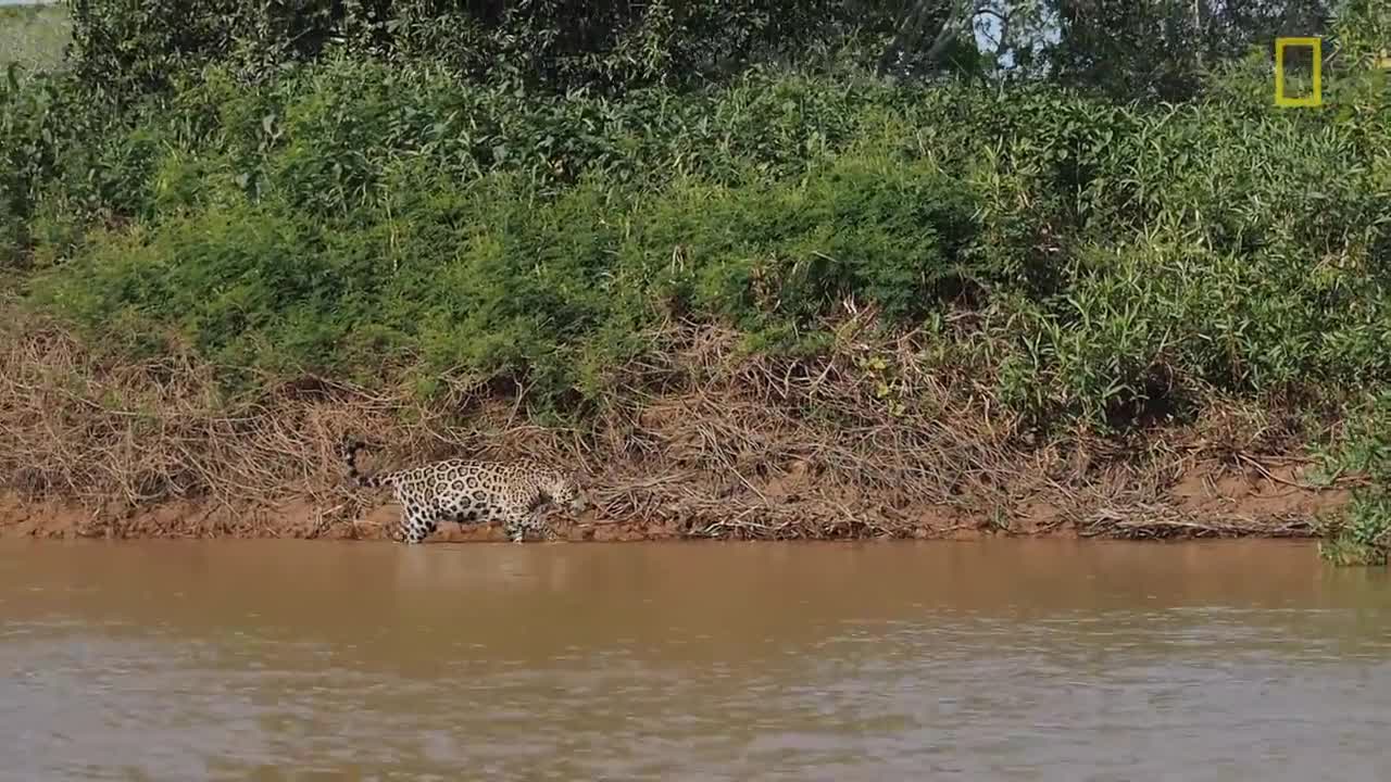 (EXCLUSIVE VIDEO) Jaguar Attacks Crocodile Cousin