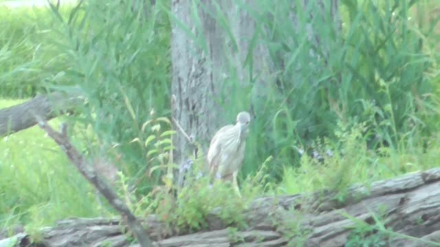 155 Toussaint Wildlife - Oak Harbor Ohio - American Bittern Again