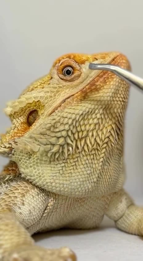 Let me help you shed your skin 😊