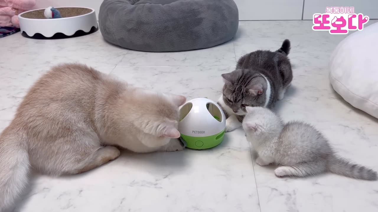 An adult cat who does the walking upright when he sees a kitten cat