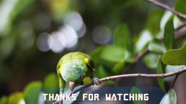 Parrot | Song on birds | 4K Amazing