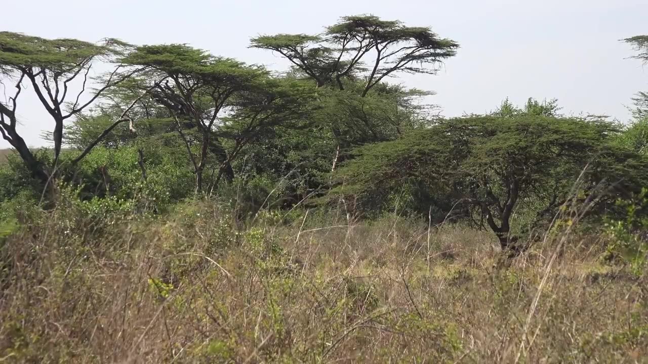 Kenyan wild animals