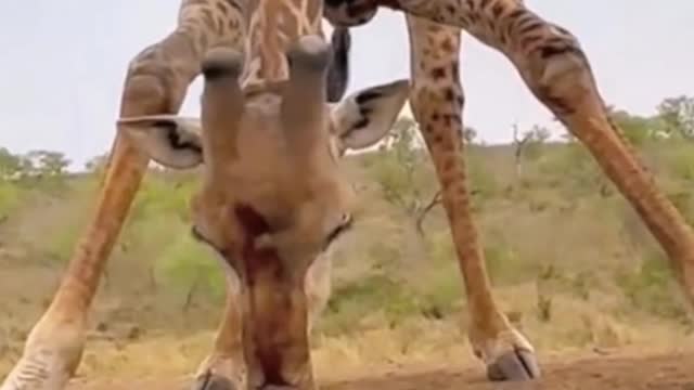 Giraffe difficult bow to drink water posture, both elegant and let people guess!