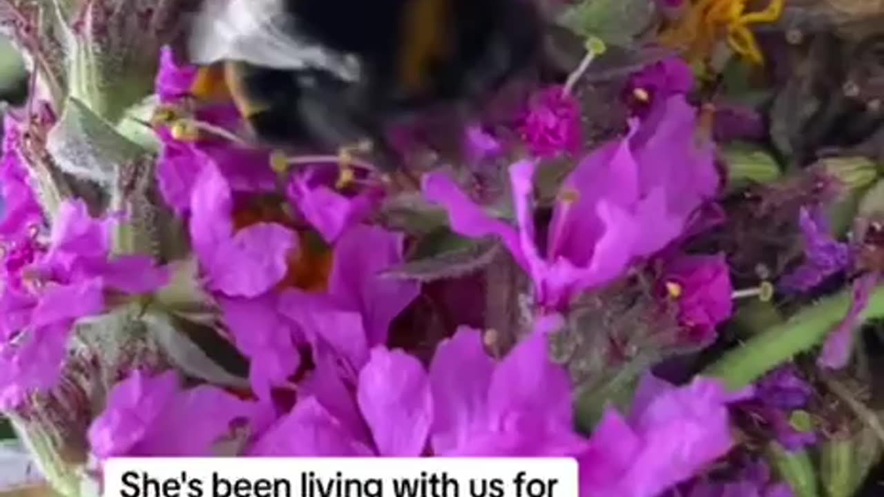 We love seeing this bee living her best life because of beautiful humans that care!