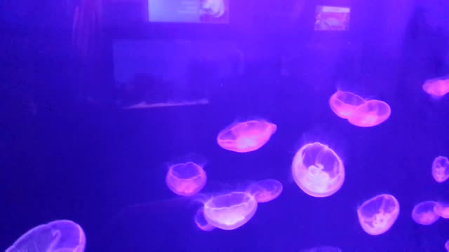 jellyfish anjoy sweiming