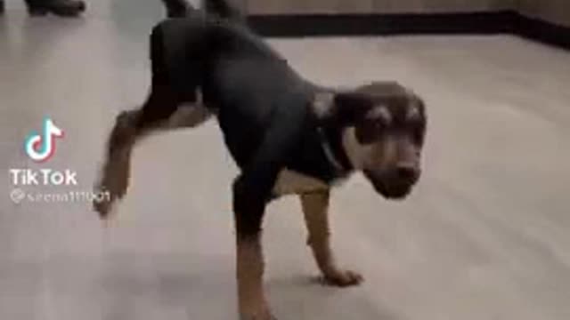 HAPPY DOG