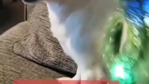 Funny vidéo