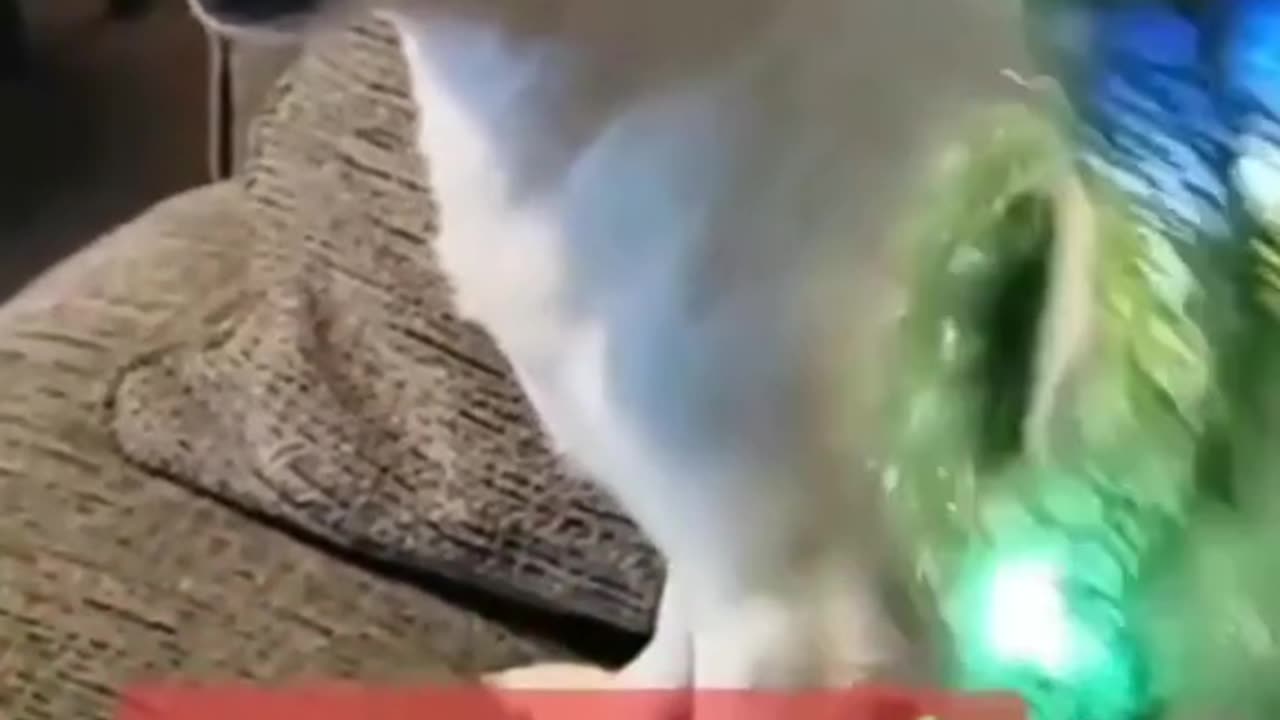 Funny vidéo