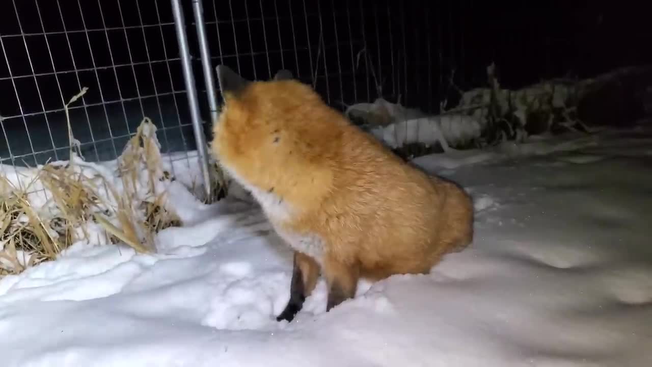 Finnegan fox dives through the snow!