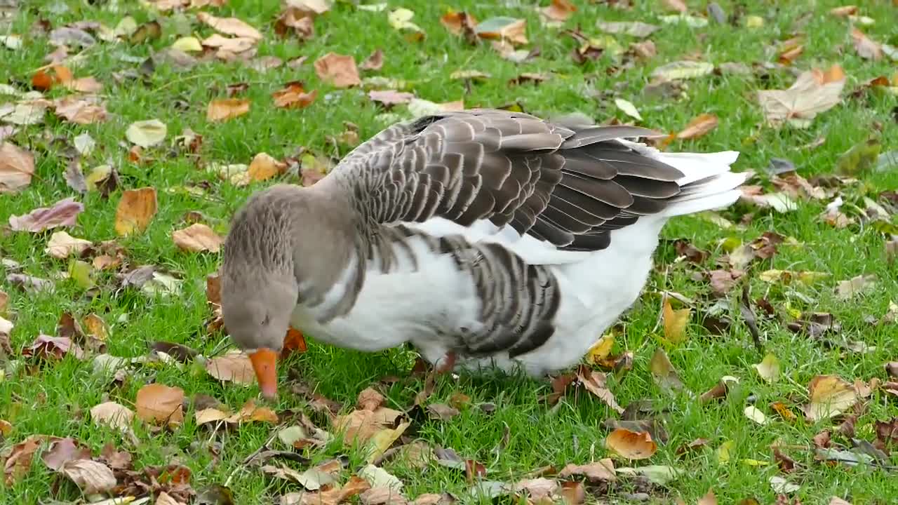 Les oiseaux, encoreappelés dinosaures aviens