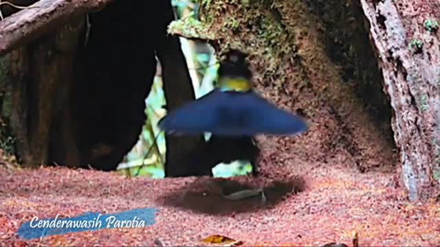 parotia bird of paradise dancing