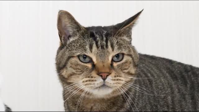 Two cats vie for food