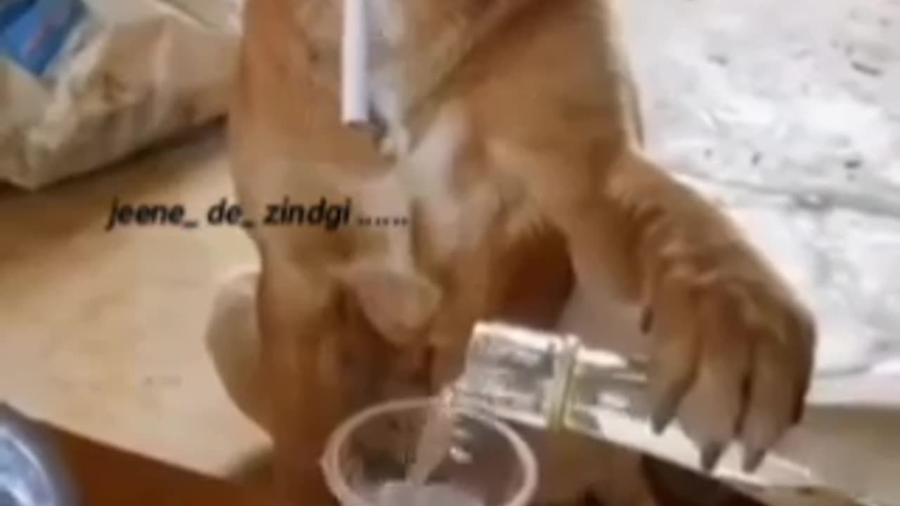 Funny dog video