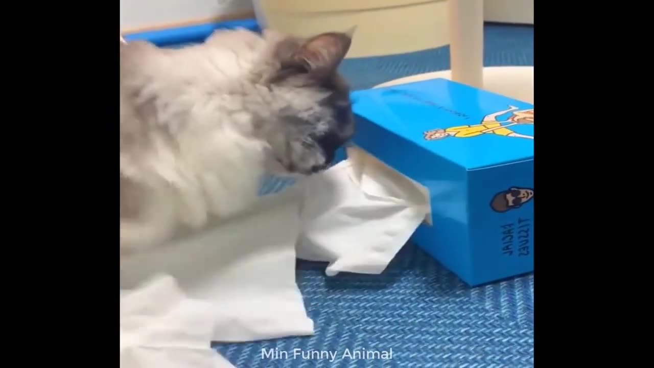 Funny cat's and dog's videos _ funny animal videos 2023