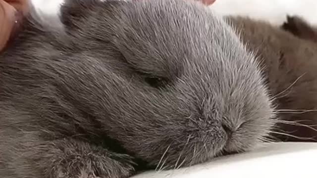 Come and have a look, this is a group of cute little animals
