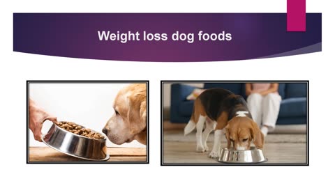 What Are The Features Of Great Pet Dog Food?