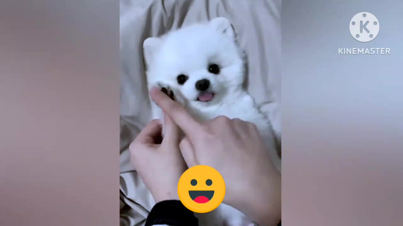 Funniest anilem 2023 😂😂 funny dogs and cats video pat 2