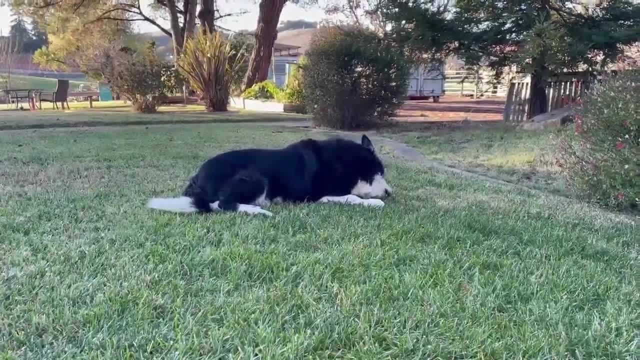 Santa Rosa mountain lion drags dog out of house