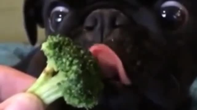 A dog that loves cauliflower