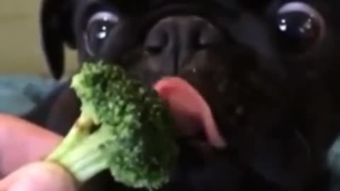 A dog that loves cauliflower