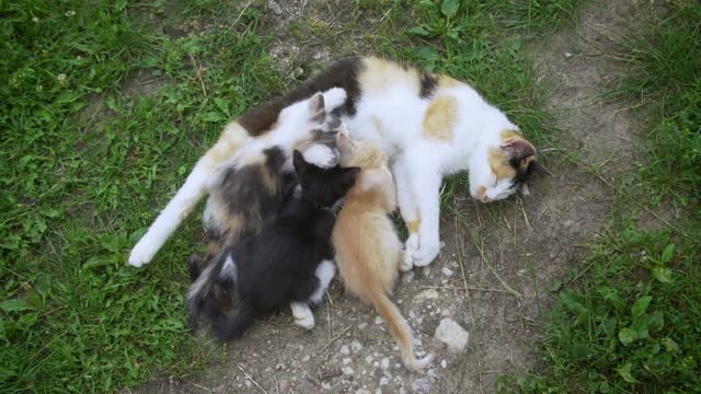 Cat nursing her little kittens