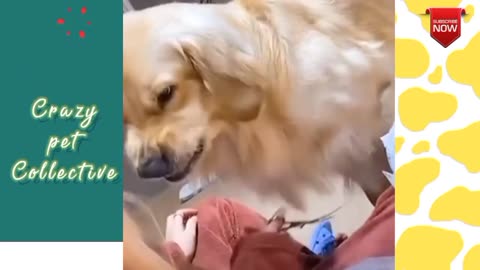 Crazy pets collection