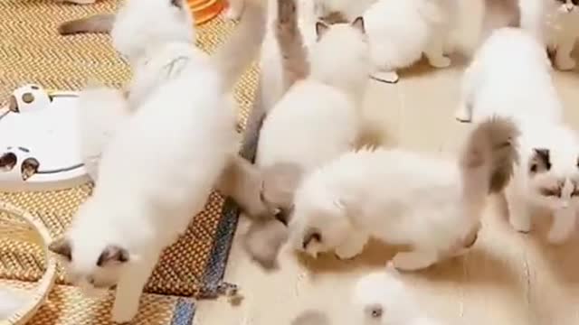 funny cats lovers - Cute kitten #viral