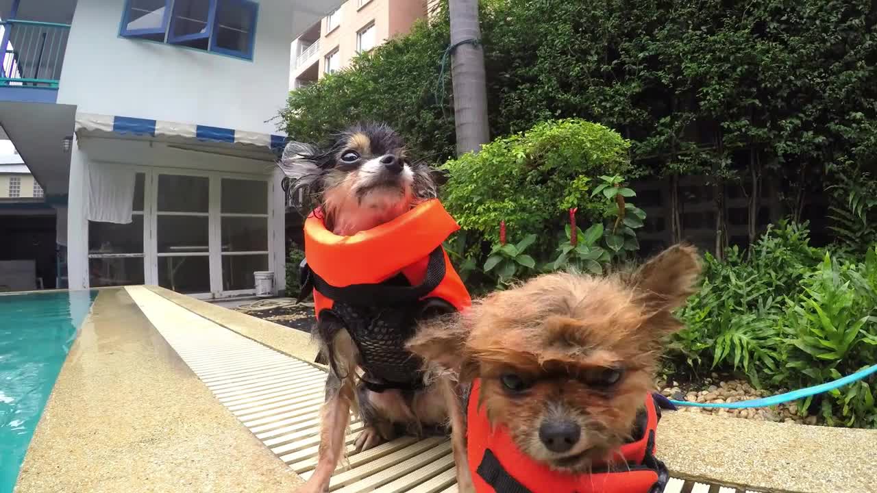 Wet Small Cute Pomeranian Dog Shivering After Swimming Pool