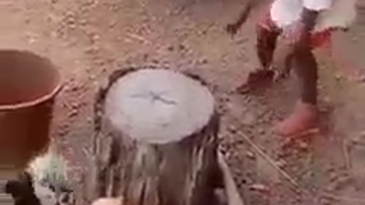 The fight between a cock and child, the cock wins