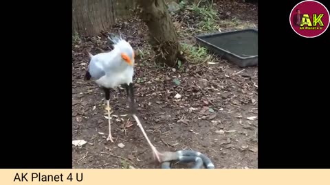 Funny Birds dancing and fighting | funniest birds ever