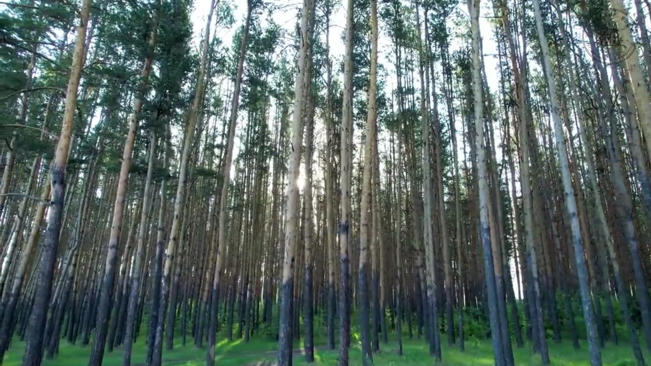 Nature’s Symphony: The Forest’s Calm in 4K