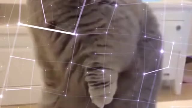 Funniest Military Cat
