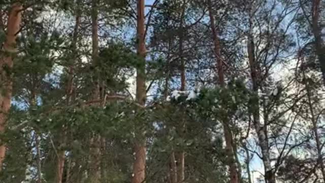 ПРИРОДА МСТИТ…ПРЕДСКАЗАНИЕ…ЗАГРУЖАЮ ВТОРИЧНО …