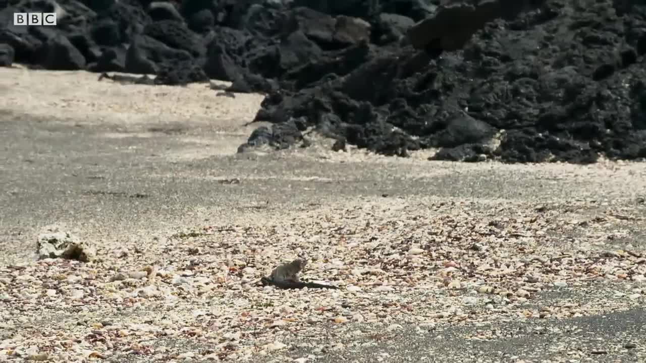 Iguana vs Snakes (Full Clip) | Planet Earth II | BBC Earth