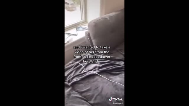 Latest Cute Funny Animals