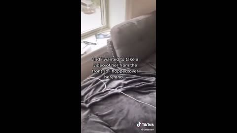 Latest Cute Funny Animals