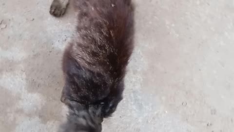 Robert's cat