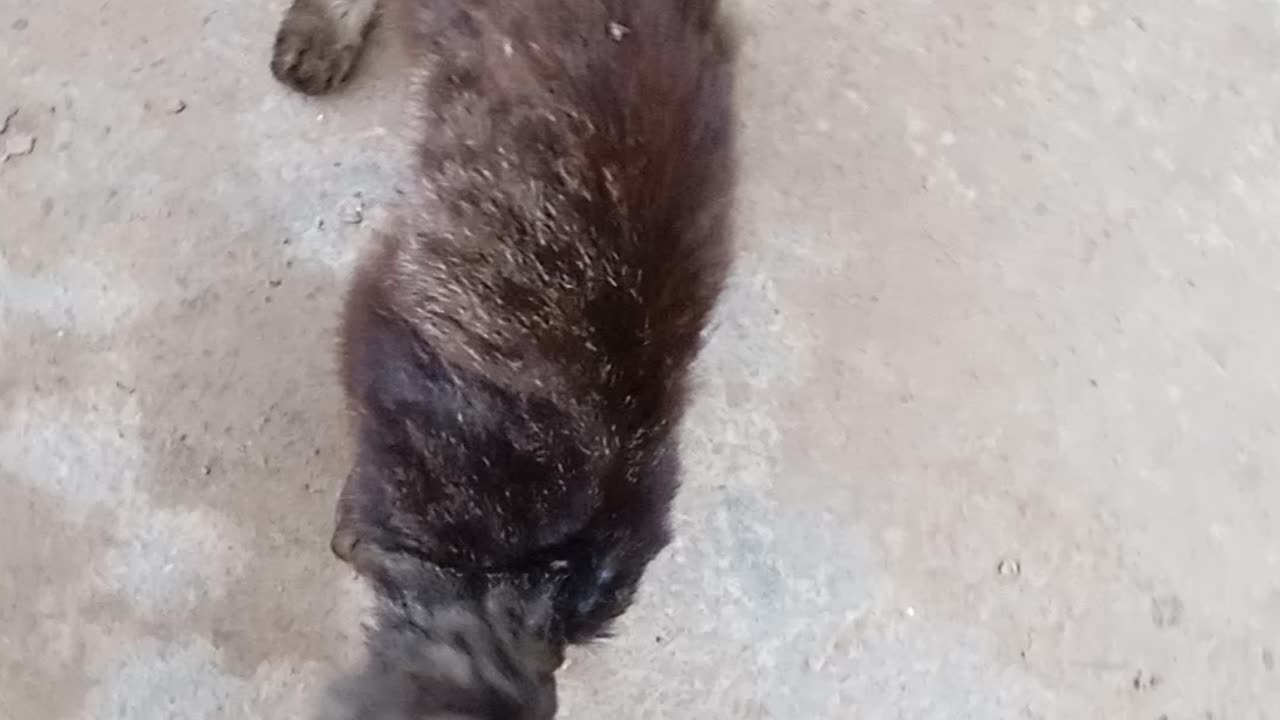 Robert's cat